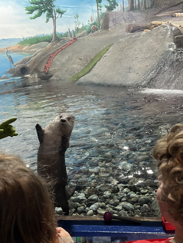 otter